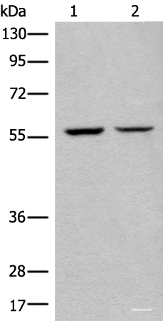 Western blot analysis of IH/3T3 and HEPG2 cell lysates using ATL3 Polyclonal Antibody at dilution of 1:400