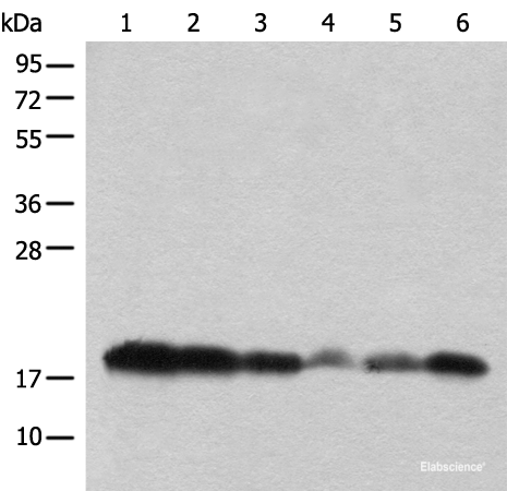 Western Blot analysis of Raji,231 and PC-3 cell,Mouse heart,Mouse brain,Human testis using BUD31 Polyclonal Antibody at dilution of 1:450.
