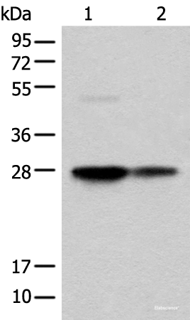 Western blot analysis of HEPG2 and HL-60 cell lysates using COA7 Polyclonal Antibody at dilution of 1:550