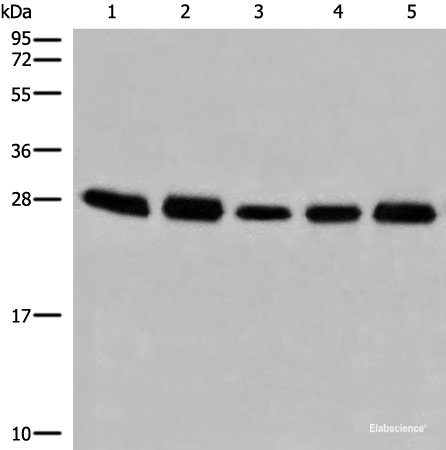Western blot analysis of 293T cell lysates using GATD3B Polyclonal Antibody at dilution of 1:250