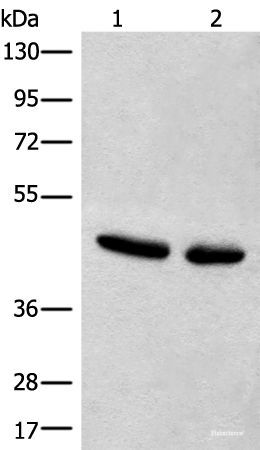 Western blot analysis of Hela and A375 cell lysates using CANT1 Polyclonal Antibody at dilution of 1:500
