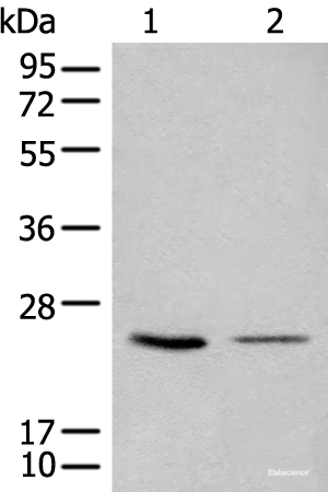 Western blot analysis of 293T and LOVO cell lysates using CDCA4 Polyclonal Antibody at dilution of 1:1000