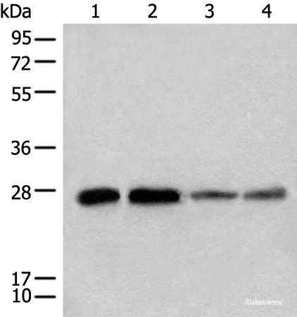 Western blot analysis of 293T A549 Jurkat and HEPG2 cell lysates using CHCHD3 Polyclonal Antibody at dilution of 1:500