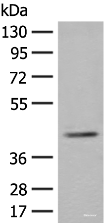 Western blot analysis of K562 cell lysate using ERGIC3 Polyclonal Antibody at dilution of 1:400