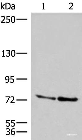 Western blot analysis of A172 and NIH/3T3 cell lysates using DNAJC14 Polyclonal Antibody at dilution of 1:400