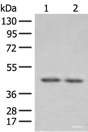 Western blot analysis of 293T cell lysates using ILKAP Polyclonal Antibody at dilution of 1:800