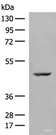 Western blot analysis of 293T cell lysate using ZBTB8A Polyclonal Antibody at dilution of 1:250