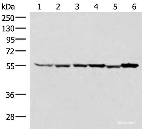 Western blot analysis of 293T HepG2 K562 HT29 A549 and Raji cell lysates using RUVBL1 Polyclonal Antibody at dilution of 1:2000