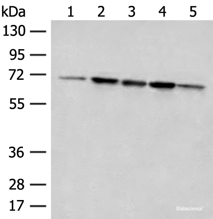 Western blot analysis of 293T cell Rat liver tissue A172 and Jurkat cell lysates using ACSF2 Polyclonal Antibody at dilution of 1:400