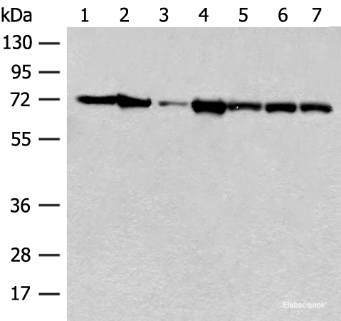 Western blot analysis of Mouse brain tissue Human cerebrum tissue NIH/3T3 cell A549 cell Jurkat cell Hela cell and 231 cell lysates using HSPA2 Polyclonal Antibody at dilution of 1:250