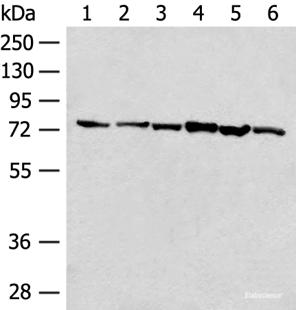 Western blot analysis of 293T cell K562 cell lysates using TCF25 Polyclonal Antibody at dilution of 1:250