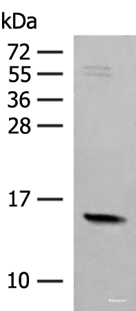 Western blot analysis of Mouse Pancreas tissue lysate using RPS12 Polyclonal Antibody at dilution of 1:500
