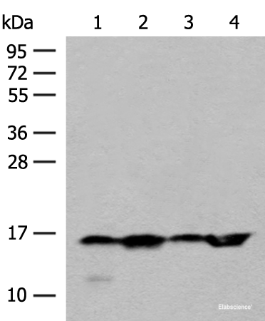 Western blot analysis of 293T Hela and Jurkat cell lysates using MAGOHB Polyclonal Antibody at dilution of 1:400