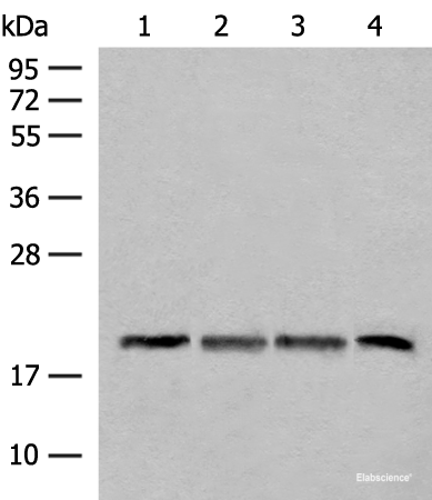 Western blot analysis of TM4 HEPG2 and A549 cell Mouse liver tissue lysates using SEC11A Polyclonal Antibody at dilution of 1:300