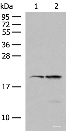 Western blot analysis of 293T and Jurkat cell lysates using RNF5 Polyclonal Antibody at dilution of 1:250