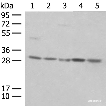Western blot analysis of NIH/3T3 cell Mouse spleen tissue K562 cell Hela cell 231 cell lysates using PSMA4 Polyclonal Antibody at dilution of 1:400