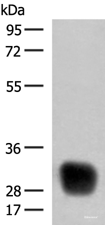 Western blot analysis of Raji cell lysate using HLA-DRB4 Polyclonal Antibody at dilution of 1:350