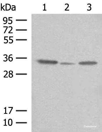 Western blot analysis of OP9 HepG2 and NIH/3T3 cell lysates using CNPY3 Polyclonal Antibody at dilution of 1:400