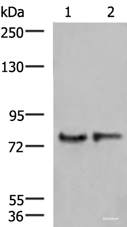 Western blot analysis of Human cerebrum tissue and Mouse brain tissue lysates using GPSM1 Polyclonal Antibody at dilution of 1:1000