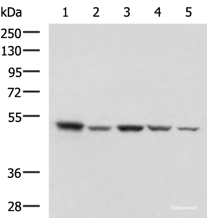 Western blot analysis of HepG2 NIH/3T3 C2CL2 Raji and Jurkat cell lysates using ENO3 Polyclonal Antibody at dilution of 1:1000