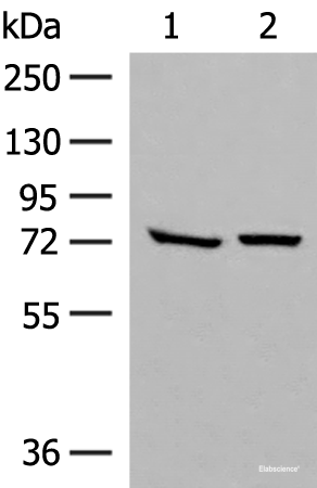 Western blot analysis of HepG2 and A172 cell lysates using POMGNT1 Polyclonal Antibody at dilution of 1:250
