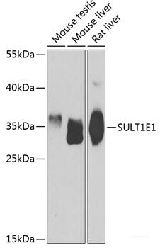 Immunofluorescence analysis of U2OS cells using FMO5 Polyclonal Antibody at dilution of 1:100. Blue: DAPI for nuclear staining.