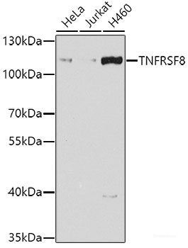 Immunohistochemistry of paraffin-embedded Human prostate using NYX Polyclonal Antibody at dilution of 1:100 (40x lens).