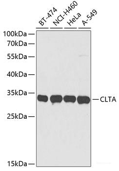 Western blot analysis of extracts of various cell lines using IGF2BP3 Polyclonal Antibody at dilution of 1:1000.