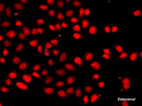 Immunofluorescence analysis of U2OS cells using DPM1 Polyclonal Antibody at dilution of 1:100. Blue: DAPI for nuclear staining.