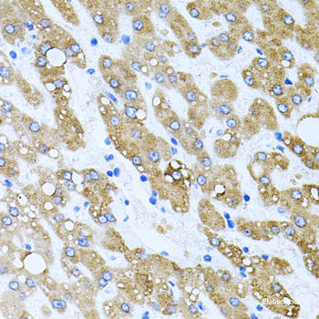 Immunohistochemistry of paraffin-embedded Rat heart using PDCD2L Polyclonal Antibody at dilution of 1:100 (40x lens).