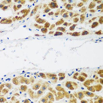Immunohistochemistry of paraffin-embedded Mouse stomach using LDHB Polyclonal Antibody at dilution of 1:100 (40x lens).