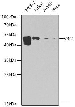 Immunofluorescence analysis of U2OS cells using PLOD1 Polyclonal Antibody at dilution of 1:100. Blue: DAPI for nuclear staining.