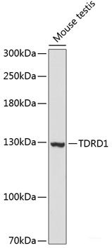 Western blot analysis of extracts of various cell lines using CASC5 Polyclonal Antibody at dilution of 1:3000.