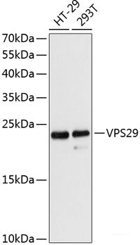 Immunofluorescence analysis of A549 cells using HLX Polyclonal Antibody