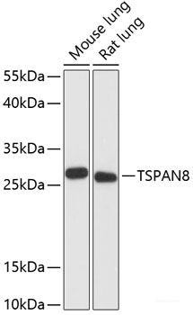 Western blot analysis of extracts of various cell lines using CXXC1 Polyclonal Antibody at dilution of 1:1000.