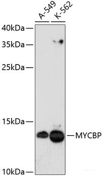 Western blot analysis of extracts of various cell lines using SDCBP Polyclonal Antibody at dilution of 1:1000.