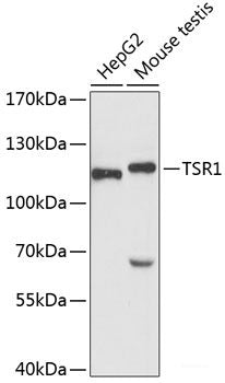 Western blot analysis of extracts of various cell lines using BACH1 Polyclonal Antibody at dilution of 1:3000.