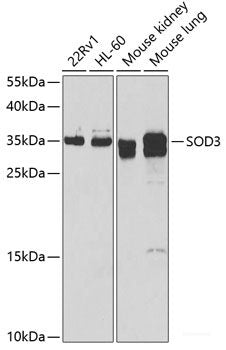 Immunofluorescence analysis of C6 cells using PINK1 Polyclonal Antibody at dilution of 1:100 (40x lens). Blue: DAPI for nuclear staining.