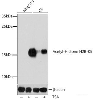 Western blot analysis of extracts of Rat liver using PXR Polyclonal Antibody at dilution of 1:1000.