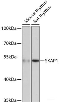 Western blot analysis of extracts of various cell lines using SGCA Polyclonal Antibody at dilution of 1:3000.