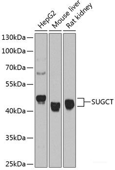 Western blot analysis of extracts of various cell lines using UBL4A Polyclonal Antibody at dilution of 1:1000.