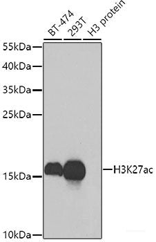 Immunofluorescence analysis of NIH-3T3 cells using BCAT2 Polyclonal Antibody at dilution of 1:100. Blue: DAPI for nuclear staining.