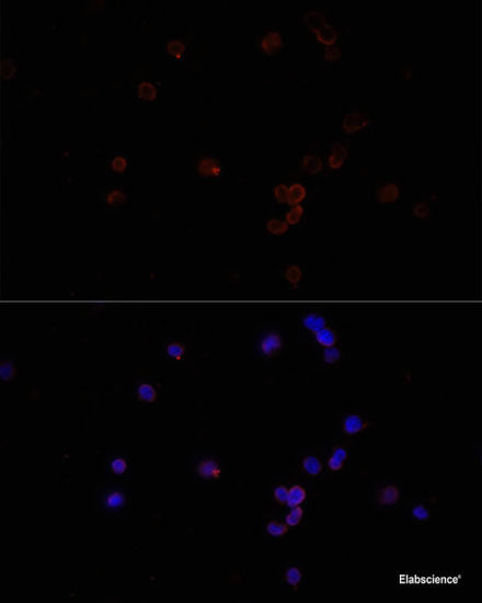 Immunofluorescence analysis of Human placenta cells using LDB3 Polyclonal Antibody at dilution of 1:100. Blue: DAPI for nuclear staining.