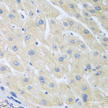 Immunofluorescence analysis of U2OS cells using COX1 Polyclonal Antibody at dilution of 1:100. Blue: DAPI for nuclear staining.