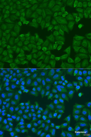 Immunofluorescence analysis of U2OS cells using ADH7 Polyclonal Antibody at dilution of 1:100. Blue: DAPI for nuclear staining.