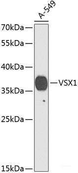 Western blot analysis of extracts of 293 cells using Phospho-MDM2(S166) Polyclonal Antibody.