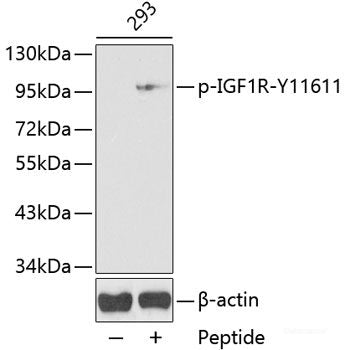 Immunohistochemistry analysis of paraffin-embedded mouse pancreas using GCG Polyclonal Antibody at dilution of 1:300.