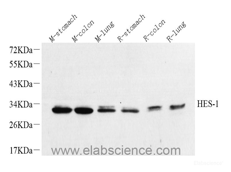 Immunohistochemistry analysis of paraffin-embedded mouse pancreas using GCG Polyclonal Antibody at dilution of 1:300.