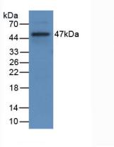 Monoclonal Antibody to Cluster Of Differentiation 40 Ligand (CD40L)