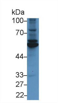 Monoclonal Antibody to Fibulin 3 (FBLN3)